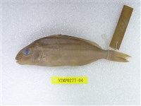 藏品(條紋鯻)的圖片